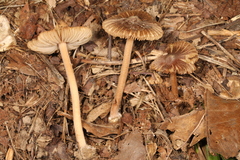 Inocybe subradiata