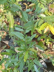 Diospyros affinis