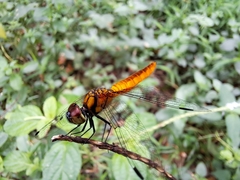 Aethriamanta brevipennis