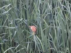 Ixobrychus involucris