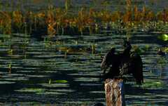 Phalacrocorax fuscicollis