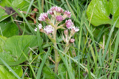 Petasites pyrenaicus