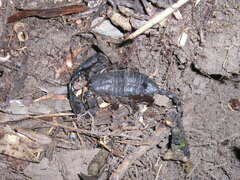 Opisthacanthus