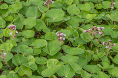 Petasites pyrenaicus