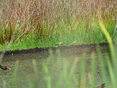 Gallinago hardwickii