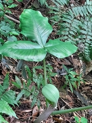 Arisaema ringens