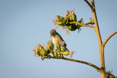 Leiothlypis virginiae