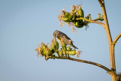 Leiothlypis virginiae