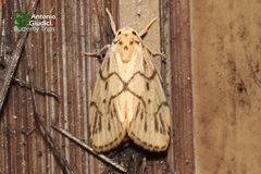 Holocraspedon nigripuncta