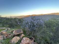 Ceanothus tomentosus