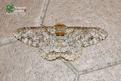 Biston suppressaria
