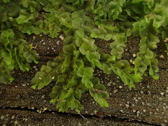 Chiloscyphus polyanthos