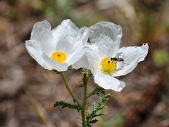 Argemone pleiacantha