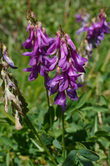 Hedysarum hedysaroides