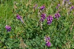 Hedysarum hedysaroides