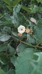 Nyctanthes arbor-tristis