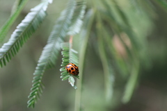 Peltoschema oceanicum