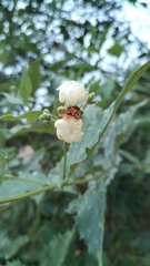 Nyctanthes arbor-tristis