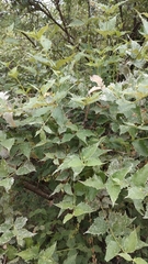 Nyctanthes arbor-tristis