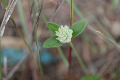 Gomphrena celosioides