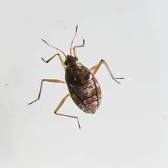 Microvelia