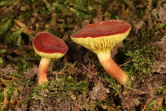 Phylloporus bellus