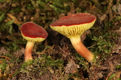 Phylloporus bellus