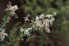 Bursaria spinosa spinosa