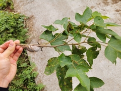 Liquidambar formosana
