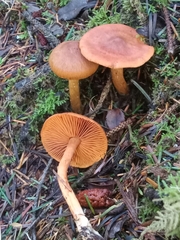 Cortinarius cinnamomeus