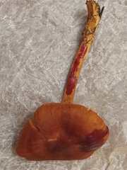 Cortinarius cinnamomeus