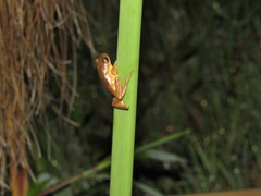 Dendropsophus bogerti