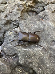 Dorcus rectus rectus