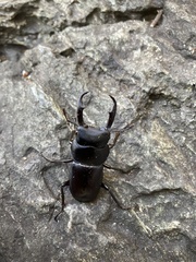 Dorcus rectus rectus