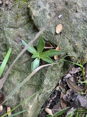Dudleya lanceolata