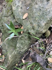 Dudleya lanceolata