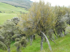 Dracophyllum longifolium