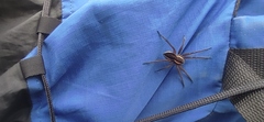 Dolomedes fimbriatus