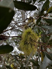 Eucalyptus conferruminata