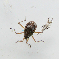 Microvelia
