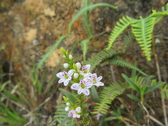 Epidendrum fimbriatum