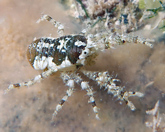 Galatheidae
