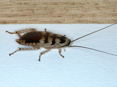 Methana lunata