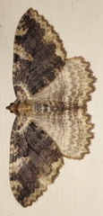 Triphosa