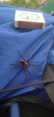 Dolomedes fimbriatus