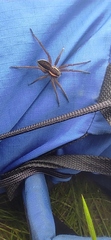 Dolomedes fimbriatus