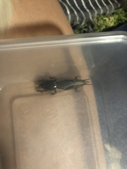 Gryllotalpa australis