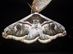 Saturnia pyretorum