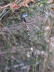 Parasynthemis regina