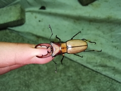 Cyclommatus scutellaris